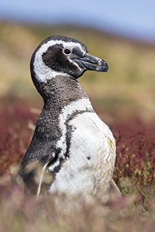 Magellanic Penguin Print: Portrait at Burrow, South America