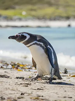 Magellanic Penguin (Spheniscus magellanicus) at beach. South America, Falkland Islands Magellanic Penguin (Spheniscus magellanicus) at beach. South America, Falkland Islands