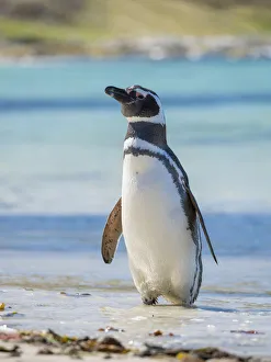 Magellanic Penguin (Spheniscus magellanicus) at beach. South America, Falkland Islands Magellanic Penguin (Spheniscus magellanicus) at beach. South America, Falkland Islands