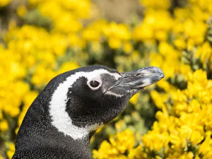 Magellanic Penguin (Spheniscus magellanicus) at burrow in front of yellow flowering gorse Magellanic Penguin (Spheniscus magellanicus) at burrow in front of yellow flowering gorse