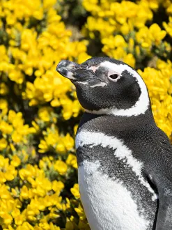 Magellanic Penguin (Spheniscus magellanicus) at burrow in front of yellow flowering gorse Magellanic Penguin (Spheniscus magellanicus) at burrow in front of yellow flowering gorse