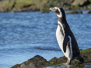 Magellanic Penguin (Spheniscus magellanicus) at rocky shore Magellanic Penguin (Spheniscus magellanicus) at rocky shore