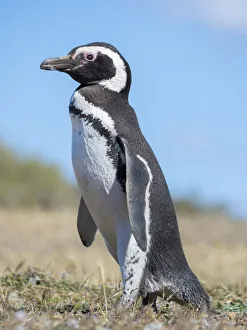 Magellanic Penguin (Spheniscus magellanicus) in colony in Valdes Magellanic Penguin (Spheniscus magellanicus) in colony in Valdes