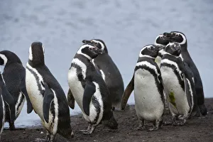 Magellanic penguins, Spheniscus magellanicus, on a water pond Magellanic penguins, Spheniscus magellanicus, on a water pond