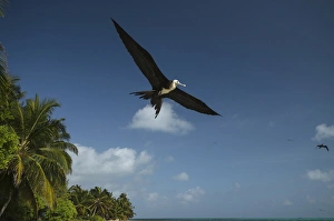 Magnificent Frigatebird (Fregata magnificens), Halfmoon Caye, Lighthouse Reef Atoll Magnificent Frigatebird (Fregata magnificens), Halfmoon Caye, Lighthouse Reef Atoll
