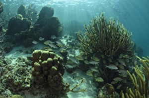 Mahogany Snapper (Lutjanus mahogoni) & grunts, Hol Chan Marine Reserve near Ambergris Caye Mahogany Snapper (Lutjanus mahogoni) & grunts, Hol Chan Marine Reserve near Ambergris Caye