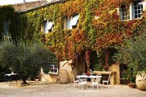 The main building covered with vine with olive trees, garden furniture The main building covered with vine with olive trees, garden furniture