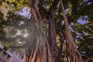 Majestic old Banyan tree with sunstar. Waikiki, Oahu, Hawaii Majestic old Banyan tree with sunstar. Waikiki, Oahu, Hawaii