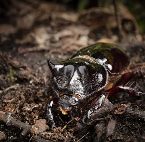 Major Ox, Elephant, or Hercules beetle showing horns, Strategus aloeus, wild, Florida Major Ox, Elephant, or Hercules beetle showing horns, Strategus aloeus, wild, Florida