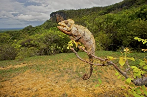 Malagasy Giant Madagascar or Oustalets Chameleon (Furcifer oustaleti), Montagne Malagasy Giant Madagascar or Oustalets Chameleon (Furcifer oustaleti), Montagne