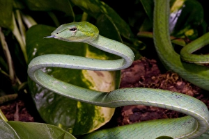 Malaysian Long Nose Vine Snake Ahaetulla prasinus Native to Malaysia Malaysian Long Nose Vine Snake Ahaetulla prasinus Native to Malaysia