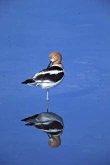 A male American Avocet, Recurvirostra americana, in a salt water pool on Antelope A male American Avocet, Recurvirostra americana, in a salt water pool on Antelope