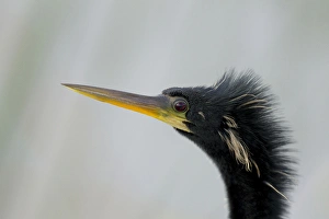 Male anhinga , Anhinga anhinga, Viera wetlands, Florida Male anhinga , Anhinga anhinga, Viera wetlands, Florida