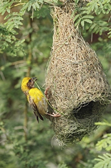 Male Baya Weaver Bird building the nest, Keoladeo National Park, India Male Baya Weaver Bird building the nest, Keoladeo National Park, India