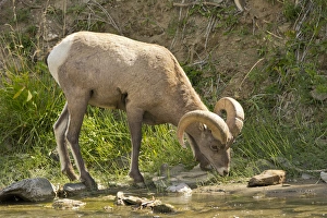 Male Bighorn Sheep; drinking; Gardner River; Rescue Creek Area; Yellowstone National Male Bighorn Sheep; drinking; Gardner River; Rescue Creek Area; Yellowstone National