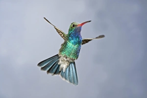 Male Broad Bill Hummingbird, Cyanthus latirostris, Southern Arizona Male Broad Bill Hummingbird, Cyanthus latirostris, Southern Arizona