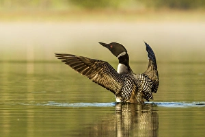 Male common loon drying his wings on Beaver Lake near Whitefish, Montana, USA Male common loon drying his wings on Beaver Lake near Whitefish, Montana, USA