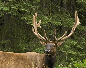 Male Elk, Bow Valley Parkway, Banff National Park, Alberta, Canada Male Elk, Bow Valley Parkway, Banff National Park, Alberta, Canada