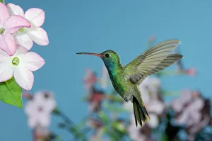 Male feeding on Nicotiana (Nicotiana ssp.), Madera Canyon, Arizona, USA Male feeding on Nicotiana (Nicotiana ssp.), Madera Canyon, Arizona, USA