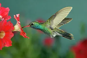 male feeding on Petunia, Madera Canyon, Arizona, USA male feeding on Petunia, Madera Canyon, Arizona, USA