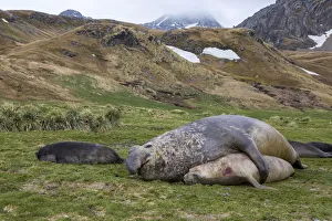 Male and female Elephant seals. Grytviken. South Georgia Islands Male and female Elephant seals. Grytviken. South Georgia Islands