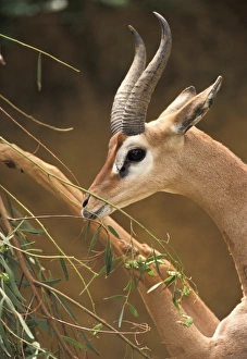 Male Gerenuk standing on hind legs feeding (Litocranius walleri) Male Gerenuk standing on hind legs feeding (Litocranius walleri)