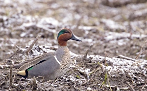 Male green winged teal along the Platte River near Kearney, Nebraska, USA Male green winged teal along the Platte River near Kearney, Nebraska, USA