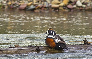 Male Harlequin duck in McDonald Creek in Glacier National Park, Montana, USA Male Harlequin duck in McDonald Creek in Glacier National Park, Montana, USA