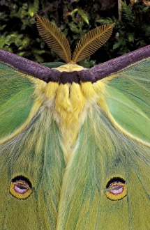 Male Luna Moth antenae and wing spots. (Actias luna) Male Luna Moth antenae and wing spots. (Actias luna)