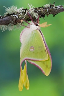 Male Luna Silk Moth of North American photographed Sammamish, Washington Male Luna Silk Moth of North American photographed Sammamish, Washington