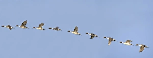 Male Northern Pintail duck in flight sequence at Benton Lake NWR near Great Falls Montana Male Northern Pintail duck in flight sequence at Benton Lake NWR near Great Falls Montana