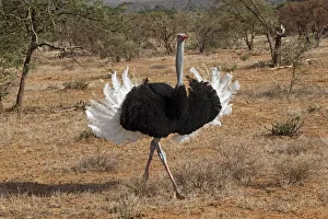 Male Ostrich displaying during mating ritual, Samburu National Game Reserve, Kenya Male Ostrich displaying during mating ritual, Samburu National Game Reserve, Kenya