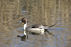 A male pintail duck glides on a pond in a wetland marsh A male pintail duck glides on a pond in a wetland marsh