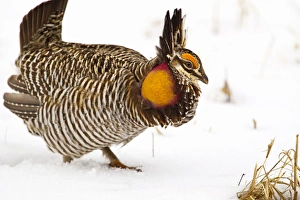 Male prairie chicken booming on lek in Loup County, Nebraska, USA Male prairie chicken booming on lek in Loup County, Nebraska, USA