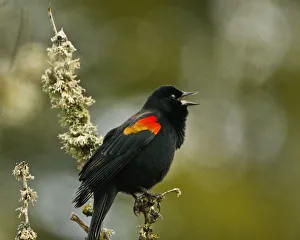 Male red wing blackbird, perched, Dawson Creek Park, Oregon, USA Male red wing blackbird, perched, Dawson Creek Park, Oregon, USA