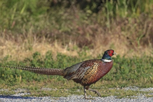 Male Ring-necked Pheasant. San Francisco Bay. California Male Ring-necked Pheasant. San Francisco Bay. California