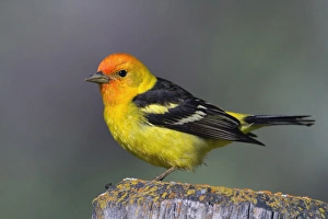 Male Western Tanager, Grand Teton National Park, Wyoming Male Western Tanager, Grand Teton National Park, Wyoming