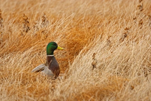 Mallard (Anas platyrhynchos) feeding in marsh Mallard (Anas platyrhynchos) feeding in marsh