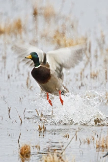 Mallard (Anas platyrhynchos) flying from marsh Mallard (Anas platyrhynchos) flying from marsh