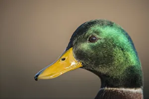 The mallard is a dabbling duck that breeds throughout the temperate and subtropical Americas The mallard is a dabbling duck that breeds throughout the temperate and subtropical Americas