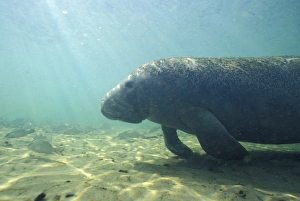 Endangered Mammals Prints: Manatee