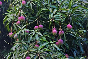 Images Dated 2012: Mango tree, Honduras Print by Danita Delimont