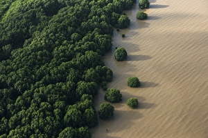 Mangroves Georgetown area GUYANA South America Mangroves Georgetown area GUYANA South America