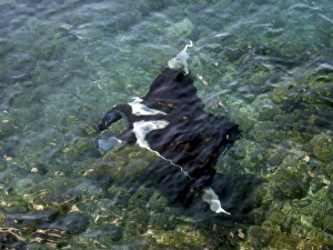 Manta Ray (Manta birostris) with two Remora (Remora remora) off of the Galapagos Islands Manta Ray (Manta birostris) with two Remora (Remora remora) off of the Galapagos Islands