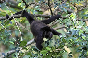 Mantled Howler Monkey (Alouatta palliata) male feeding on flowers of the Padauk Mantled Howler Monkey (Alouatta palliata) male feeding on flowers of the Padauk