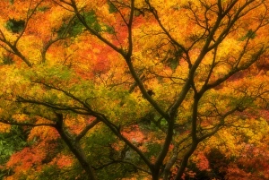 Autumn Tree Photography Prints: Maple Tree in Autumn