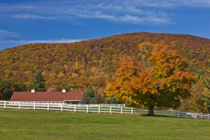 A maple tree in fall at Castle in the Clouds in Moltonborough, New Hampshire A maple tree in fall at Castle in the Clouds in Moltonborough, New Hampshire