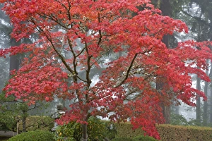 A maple tree in fall color at the Portland Japanese Garden, Oregon A maple tree in fall color at the Portland Japanese Garden, Oregon