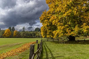 Maple tree and fence at Jewell Meadows Wildlife Area near Jewell, Oregon, USA Maple tree and fence at Jewell Meadows Wildlife Area near Jewell, Oregon, USA