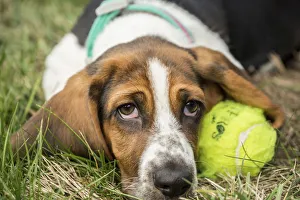 Maple Valley, Washington State, USA. Three month old Basset puppy resting beside her tennis ball Maple Valley, Washington State, USA. Three month old Basset puppy resting beside her tennis ball
